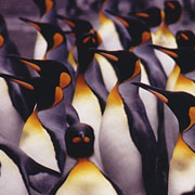 Penguin army